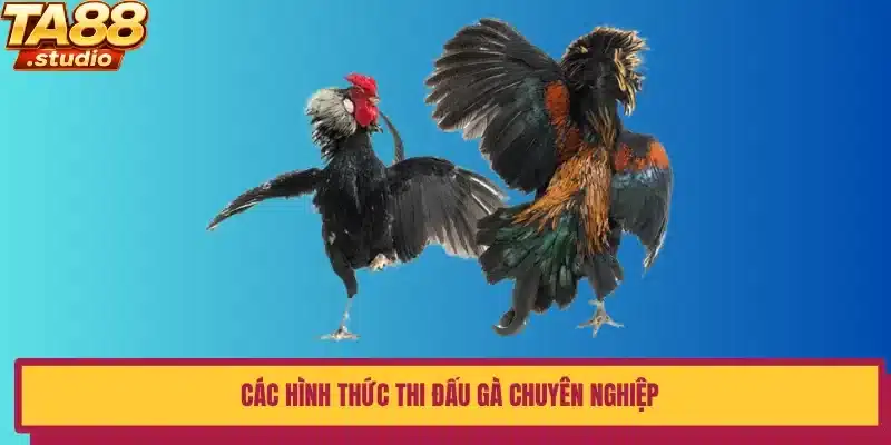 Các hình thức thi đấu gà chuyên nghiệp