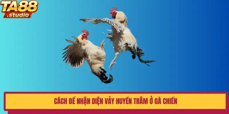 Cách để nhận diện vảy Huyền Trâm ở gà chiến