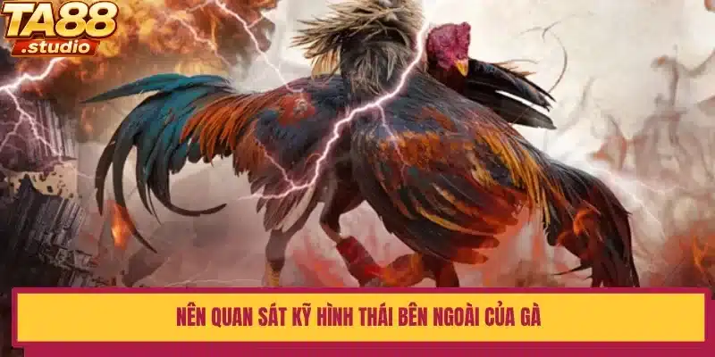 Nên quan sát kỹ hình thái bên ngoài của gà